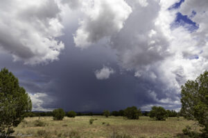 Weather And Wildlife