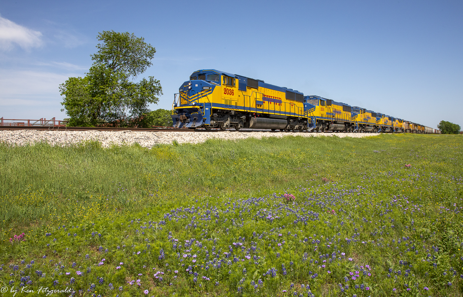 This Year’s Bluebonnets